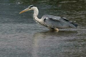 groot grijs reiger foto