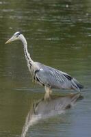 groot grijs reiger foto