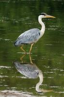 groot grijs reiger foto