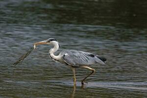 groot grijs reiger foto