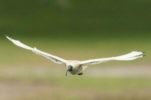 Australische witte ibis foto