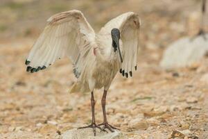 Australische witte ibis foto