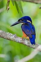 azuur ijsvogel in Australië foto