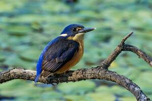 azuur ijsvogel in Australië foto