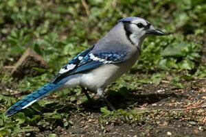 blauw gaai in Verenigde Staten van Amerika foto