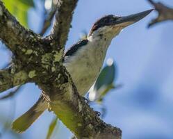 collared ijsvogel in Australië foto