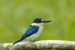 Woud ijsvogel in Australië foto