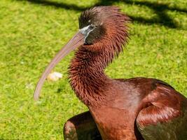 glanzend ibis in Australië foto