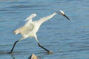 weinig zilverreiger in australasia foto