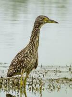 nankeen nacht reiger foto