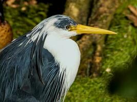 bont reiger in Australië foto