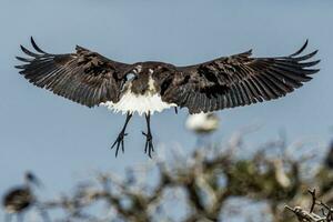 rietje nek ibis foto