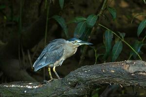 gestreept reiger in Australië foto