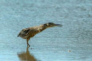 gestreept reiger in Australië foto