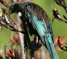 tui honingeter in nieuw Zeeland foto