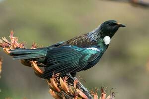 tui honingeter in nieuw Zeeland foto