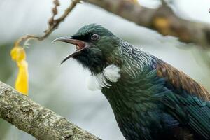 tui honingeter in nieuw Zeeland foto