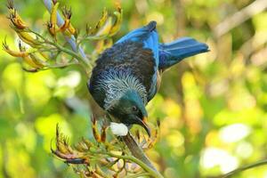 tui honingeter in nieuw Zeeland foto