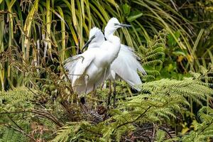 wit reiger in nieuw Zeeland foto