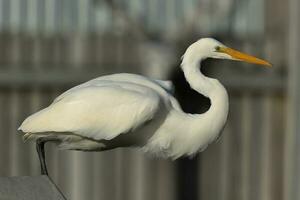 wit reiger in nieuw Zeeland foto