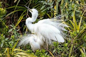 wit reiger in nieuw Zeeland foto