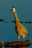 blank gezicht reiger in australasia foto