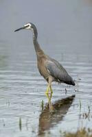 blank gezicht reiger in australasia foto