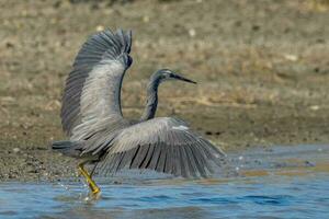 blank gezicht reiger in australasia foto