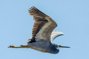 blank gezicht reiger in australasia foto