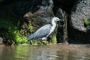 withals reiger in Australië foto