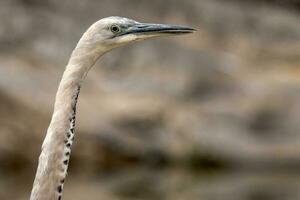 withals reiger in Australië foto