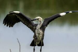 withals reiger in Australië foto