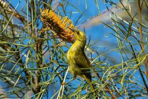 geel honingeter in Australië foto