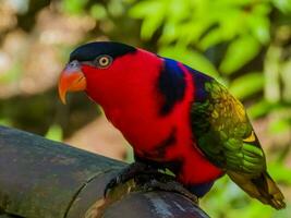 zwart afgedekte lory foto