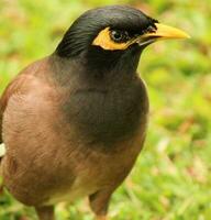 gemeenschappelijke myna-vogel foto