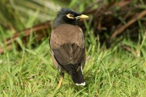 gemeenschappelijke myna-vogel foto