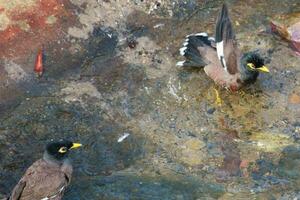 gemeenschappelijke myna-vogel foto