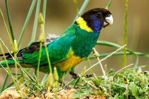 28 ringneck papegaai foto