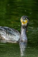 zwart shag aalscholver in nieuw Zeeland foto