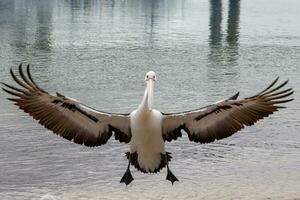 Australisch wit pelikaan foto