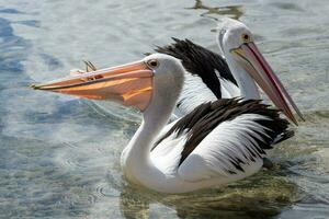 Australisch wit pelikaan foto