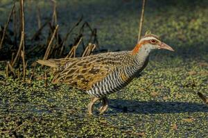 buff-gestreept het spoor in australasia foto