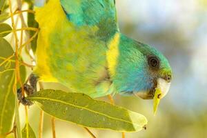 cloncurry ringneck papegaai foto