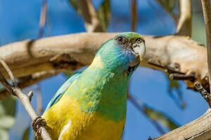 cloncurry ringneck papegaai foto