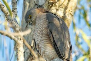 collared sperwer in Australië foto