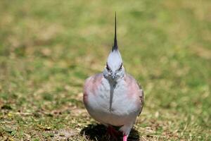 kuif- duif in Australië foto