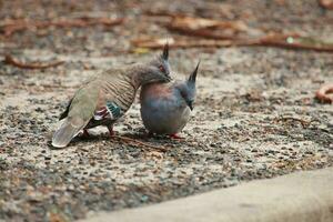 kuif- duif in Australië foto