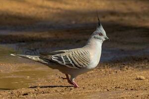 kuif- duif in Australië foto