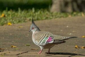 kuif- duif in Australië foto