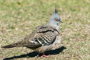 kuif- duif in Australië foto